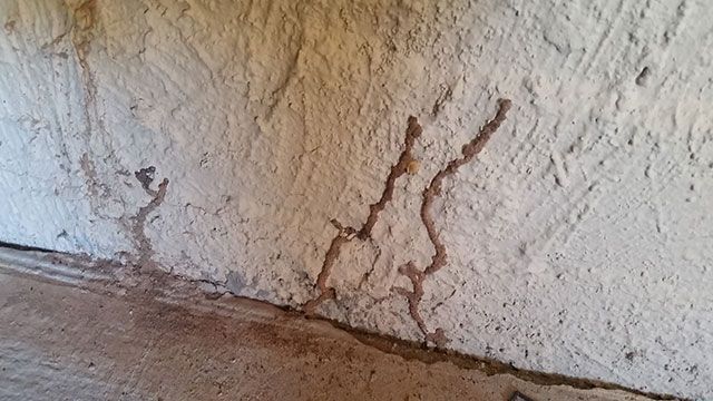 diferencias entre carcoma y termita