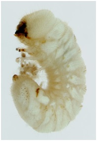 larva anóbido - especies de carcoma - tipos de carcoma