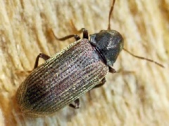 anóbido adulto - especies de carcoma - tipos de carcoma