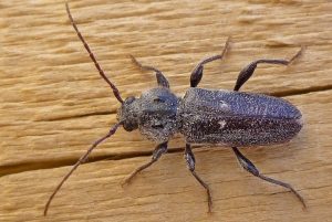cerambícido - especies de carcoma - tipos de carcoma
