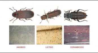 Los diferentes TIPOS DE CARCOMA