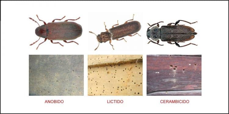 especies de carcoma - tipos de carcoma