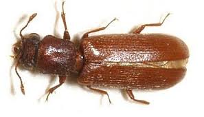 líctidos - especies de carcoma - tipos de carcoma