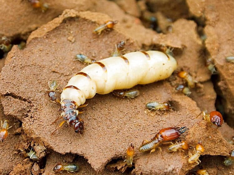 Termita reina