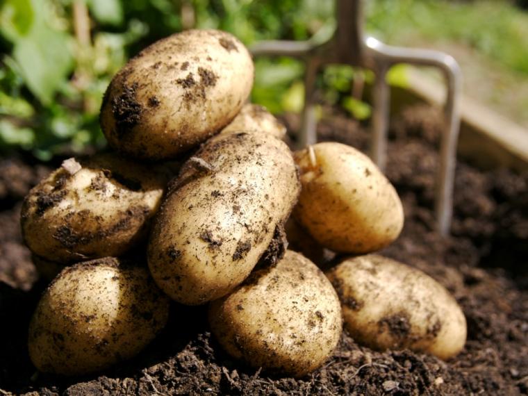 como plantar patatas