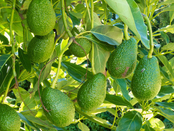 cómo plantar un aguacate