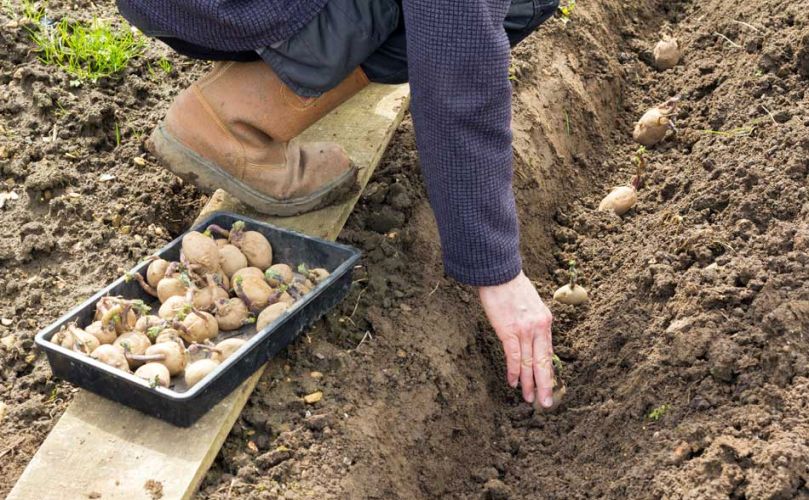 como plantar patatas