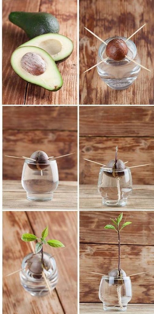 cómo plantar un aguacate