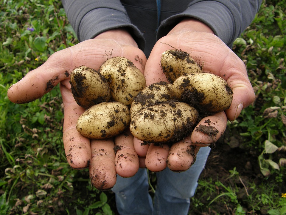 ¿CÓMO PLANTAR PATATAS?
