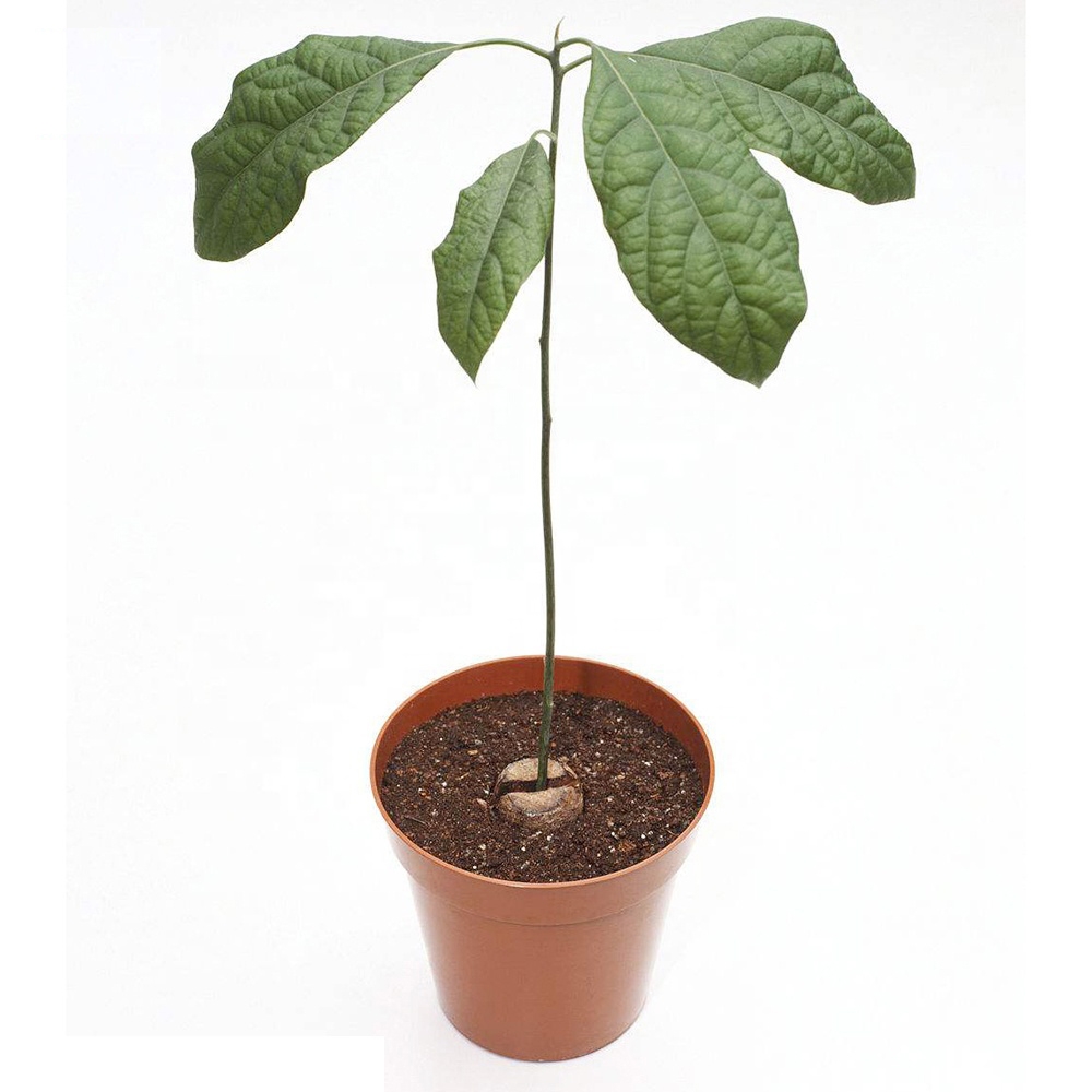 cómo plantar un aguacate