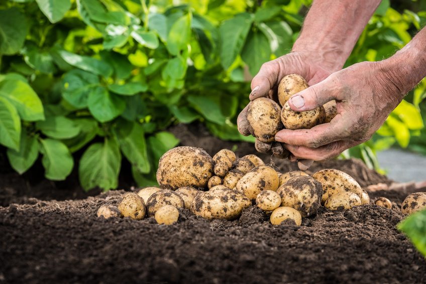 como plantar patatas