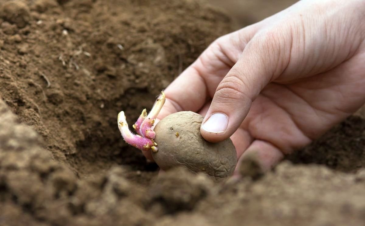 como plantar patatas