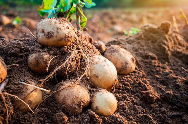 como plantar patatas