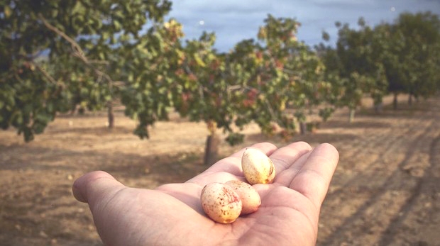 cómo plantar pistachos