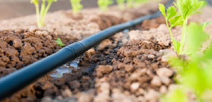 como plantar patatas