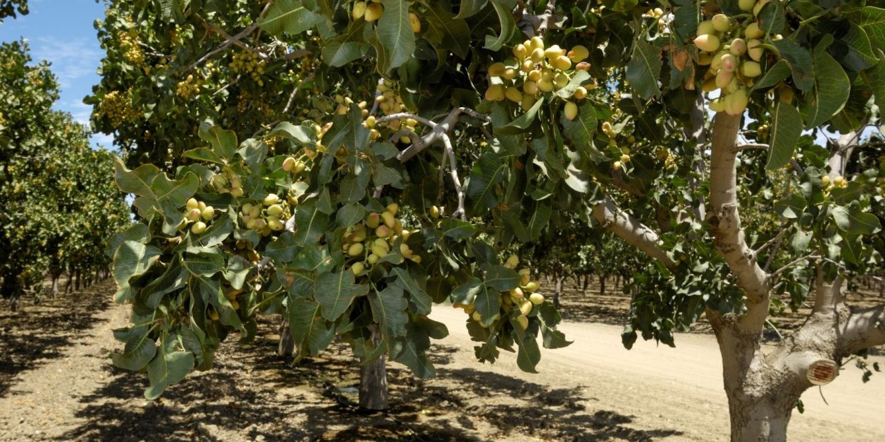 cómo plantar pistachos