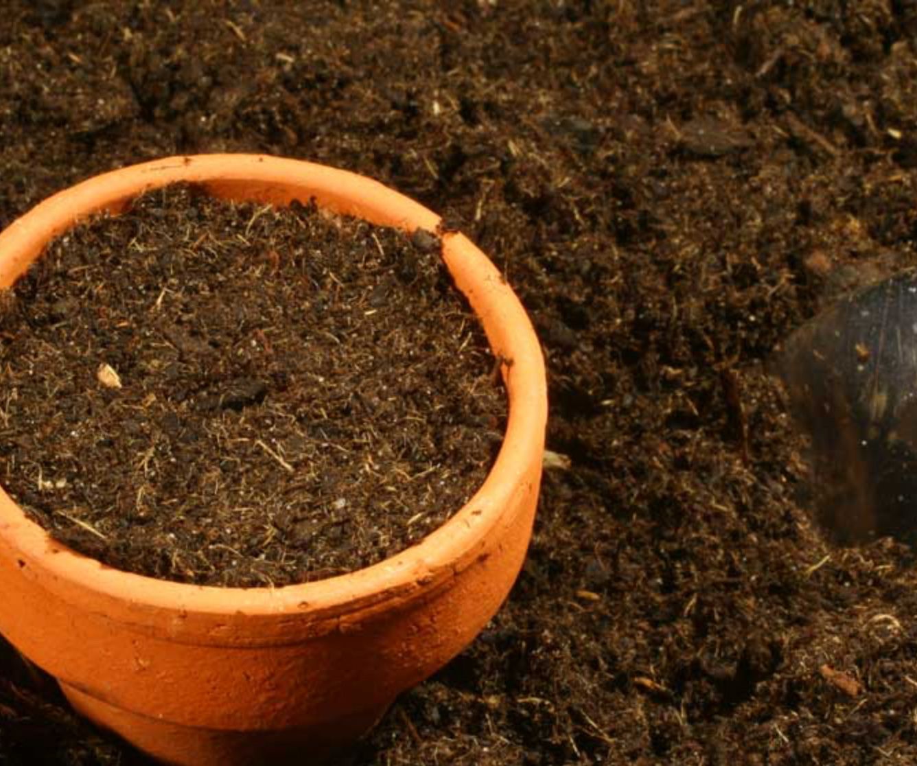 cómo plantar pistacho