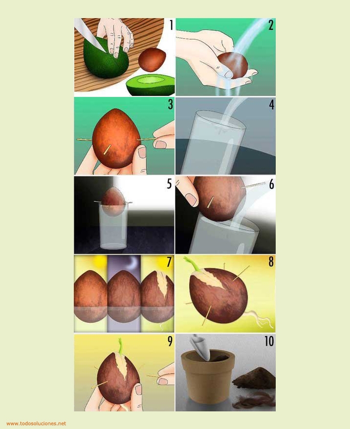 cómo plantar un aguacate