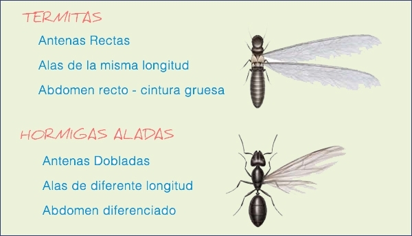 diferencias termita alada y hormiga voladora
