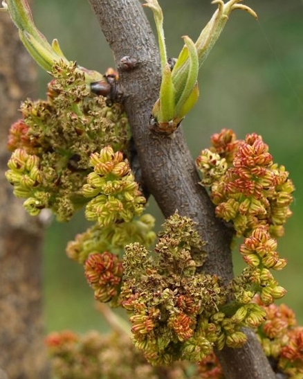 flores masculinas pistacho - planta macho pistacho