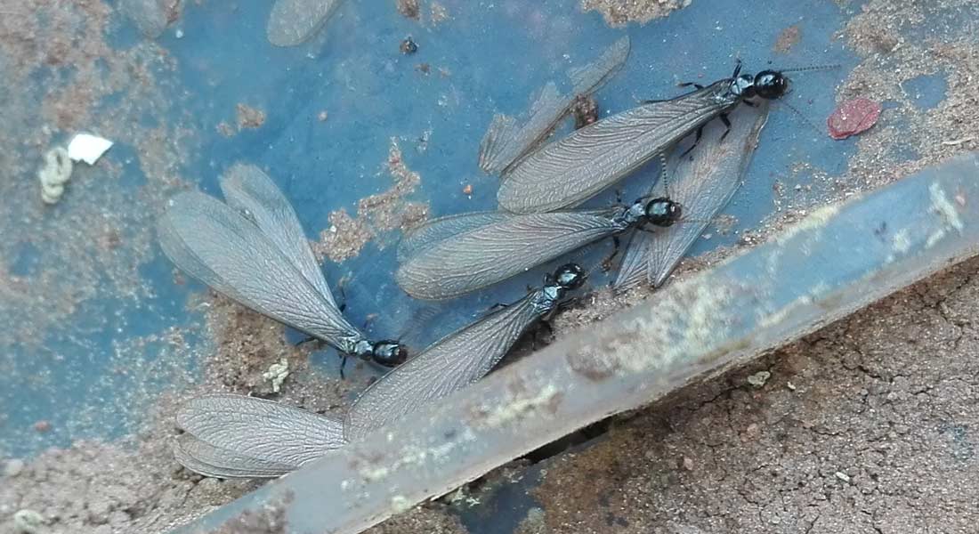 termitas aladas
