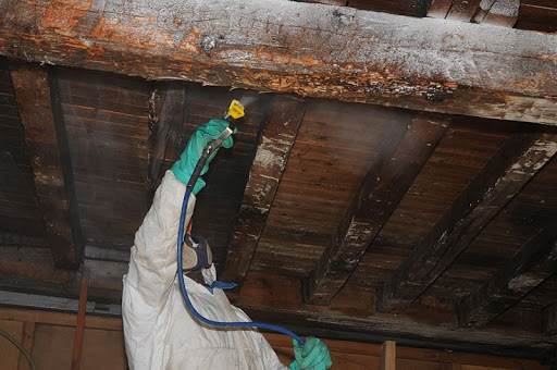 pulverización insecticida contra la carcoma